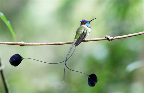 Spatuletail Hummingbird Wallpaper