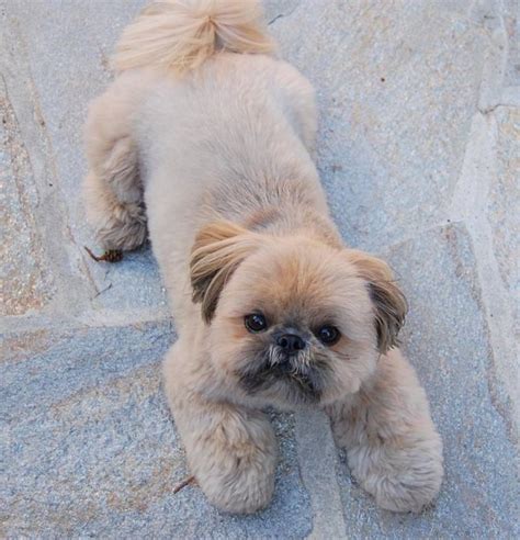 Top 10 Popular Shih Tzu Haircuts (30+ Pictures) | The Paws