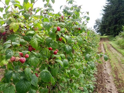 Willems Berry Farm | BC Farm Fresh