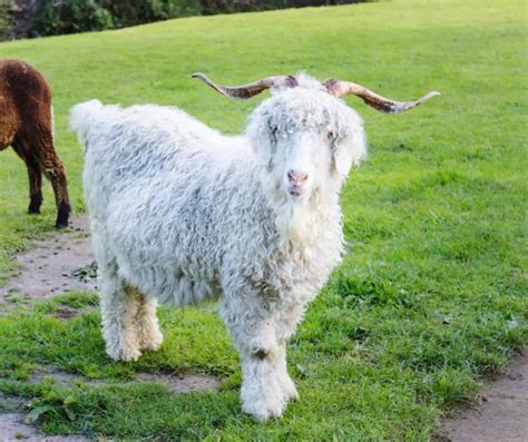 Angora Goat Facts for Kids - KonnectHQ