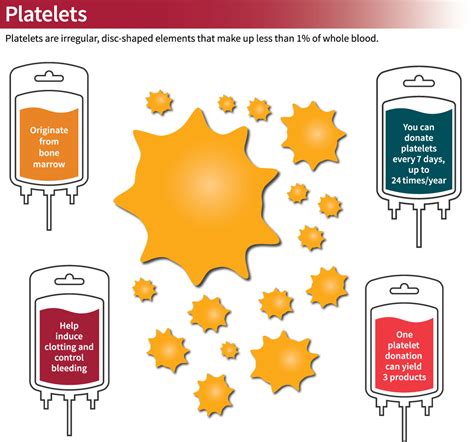 Types of Blood Donations – Stanford Blood Center