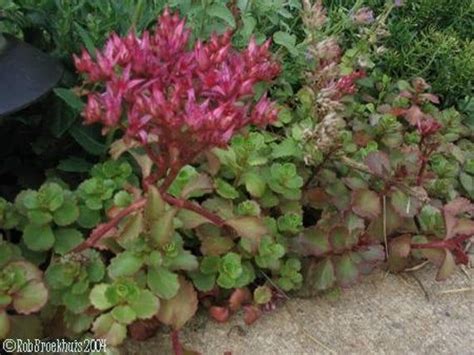 CSS) DRAGON'S BLOOD Sedum~Seed!!!!~~~Ground Cover Galore!! | Succulents ...