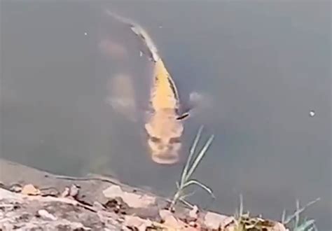 Fish with 'human' face spotted in a Chinese lake