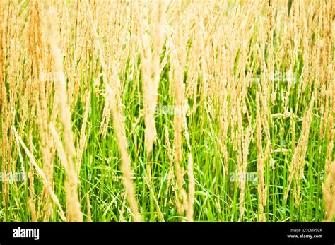 Dry grass field Stock Photo - Alamy