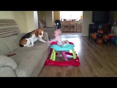 Babysitting Dog Taking Care of Baby : videos