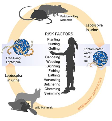 Leptospirosis: The War Against Rats – Dr Chiam Keng Hoong | The ...