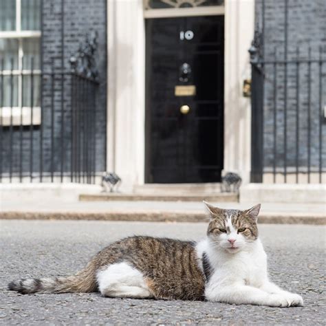 Larry The Cat Celebrates 10 Years As Country's "Official Mouser" - Cole & Marmalade