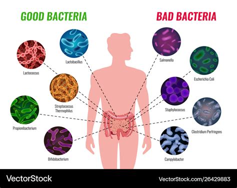 Harmful Bacteria Names