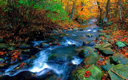 AUTUMN FOREST STREAM - Rivers & Nature Background Wallpapers on Desktop Nexus (Image 849194)