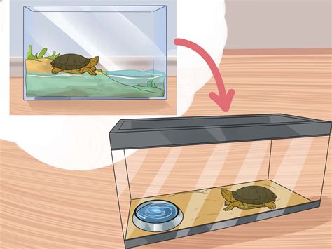 How to Take Care of a Land Turtle (with Pictures) - wikiHow