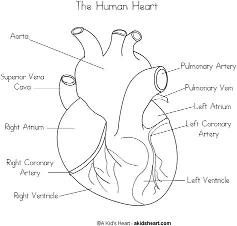 Sketch Human Heart Diagram Labeled - fallinlovewithyou-raura