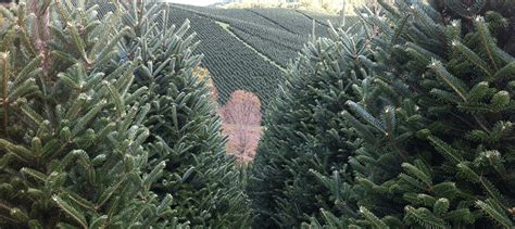 Wholesale Christmas Trees - Christmas Tree Farm