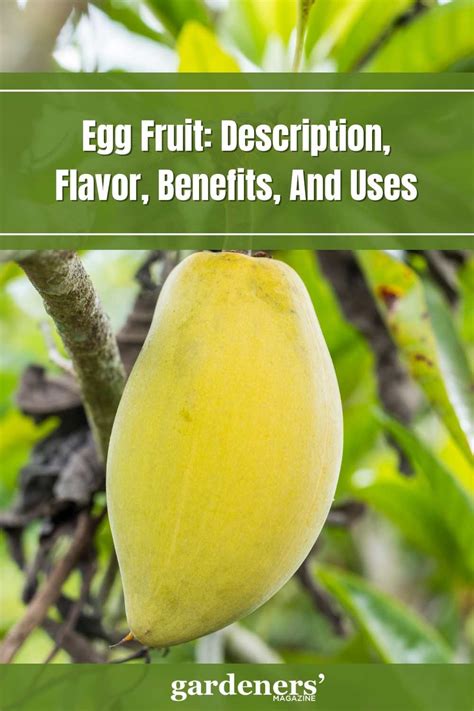 Egg Fruit: Description, Flavor, Benefits, And Uses - Gardeners' Magazine