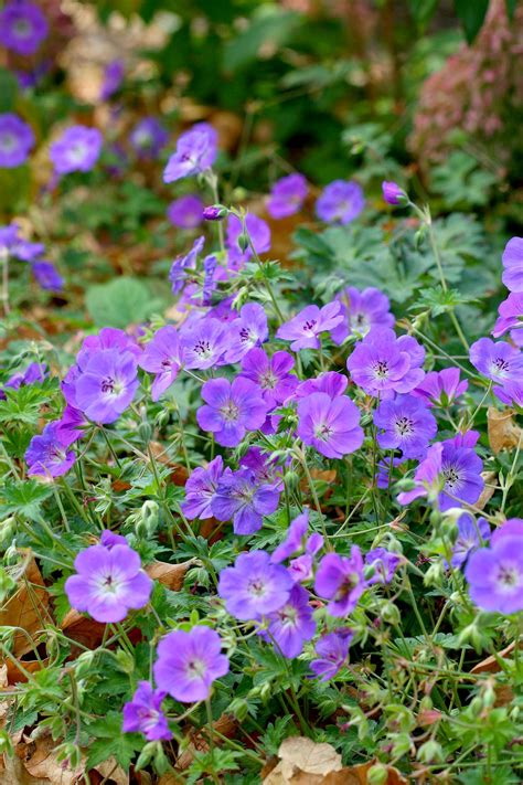 Perennial Flowering Small Plants - Mbi Garden Plant