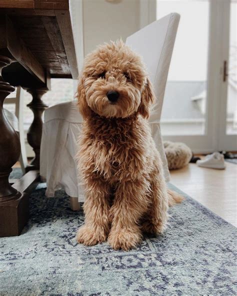 Best Goldendoodle Generations: F1, F1B, F1BB, F2, F2B, F3 - We Love Doodles | Goldendoodle ...