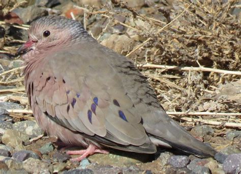 Utah Bird Records Committee - Sighting Record