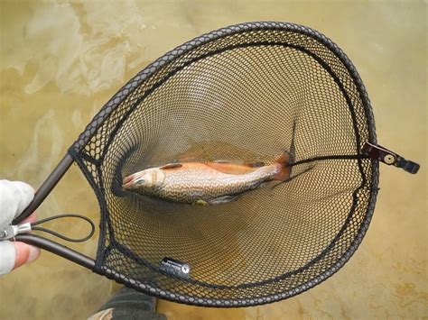 Tiger trout - FlyLife Magazine