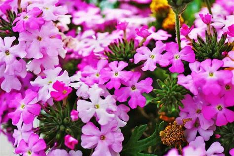 Verbena Rigida species Flowers Perennials, Perennial Plants, Verbena ...