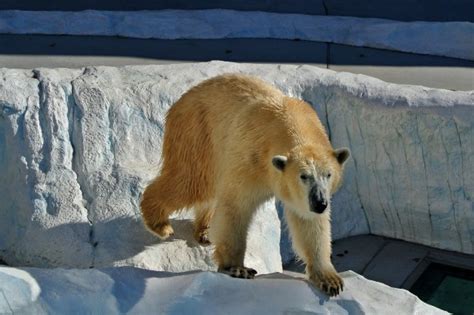 The King Of The Zoo Free Stock Photo - Public Domain Pictures