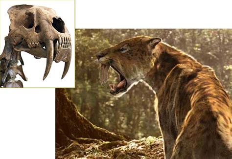 Sturdy Arms Were Secret to the Saber-Tooth's Success | Science | AAAS