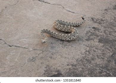 Sidewinder Locomotion Sidewinder Rattlesnake Stock Photo 1351811840 ...