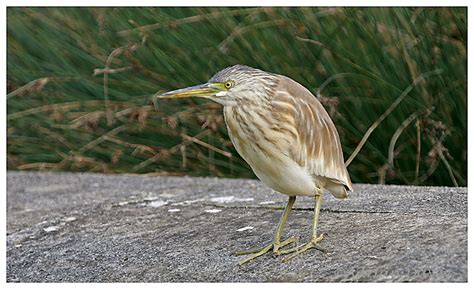 Adrian Davey Bird & Wildlife Photography: Squacco Heron