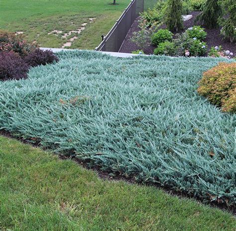 Blue Chip Juniper | Ground cover plants, Evergreen shrubs, Shrubs