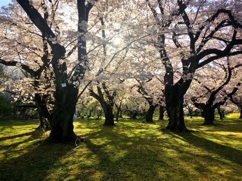 Where To See Fall Foliage In Tokyo (with Map and Images) | Seeker