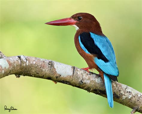 Romy Ocon's Wild Birds of the Philippines: Portrait of a White-throated Kingfisher