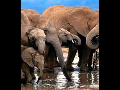 Elephant Trumpet 4 🐘 🔊 - YouTube