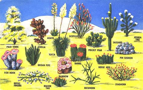 Desert Plants For Kids