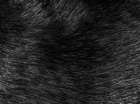 Black Cat Fur Hairs Closeup Texture And Pattern Stock Photo - Download Image Now - iStock