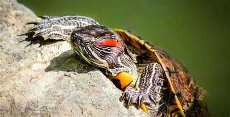 Red-eared sliders: Texas turtles need to soak in the sun, so they’re not the best bet for indoor ...