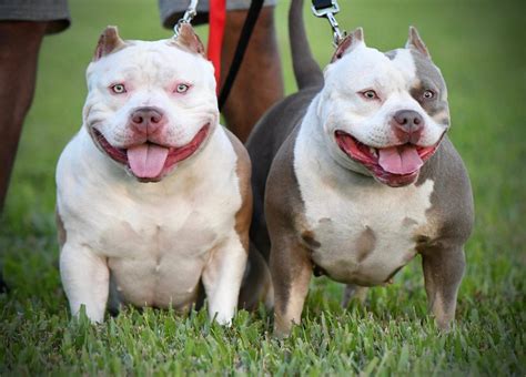 AMAZING AMERICAN BULLY PUPPIES FOR SALE | UPCOMING LITTERS | TOP POCKET BULLY KENNEL