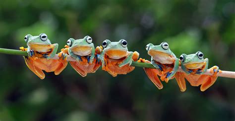 Not feeding as a tadpole speeds up frog evolution | Natural History Museum