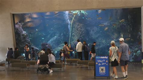 Seattle Aquarium celebrates World Ocean Day as conservation efforts ...