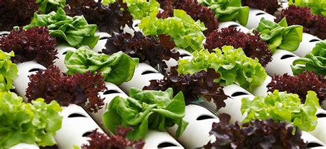 How To Grow Hydroponic Lettuce - Hydrobuilder Learning Center