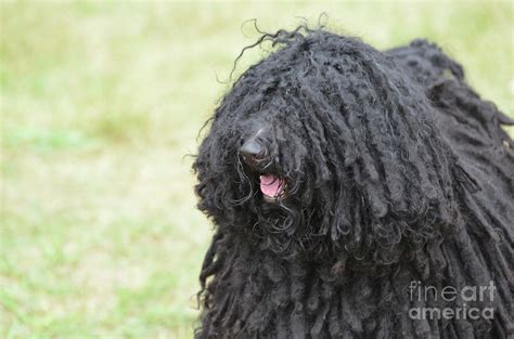 Face of a Black Puli Dog Photograph by DejaVu Designs | Fine Art America