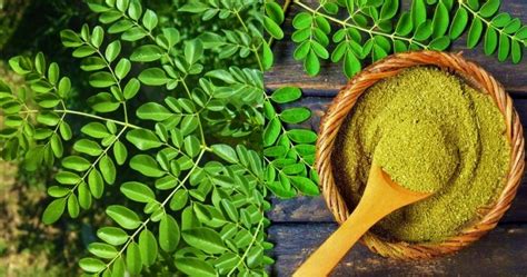 Four benefits of Kelor leaf for proven health | Healthkhu.Com