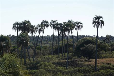 El Palmar National Park a secret wildlife paradise - Jeremaixs Blog