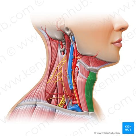 Sternohyoid: origin, insertion, innervation and action | Kenhub