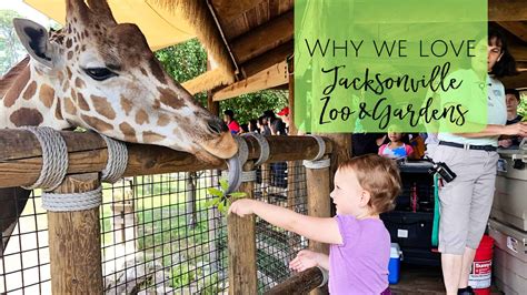 The Jacksonville Zoo: 7 Things we Love - Jacksonville Beach Moms