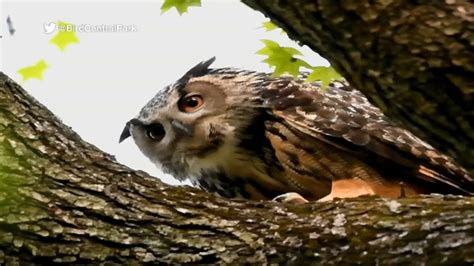 Where is Flaco now? Checking in on the Eurasian Eagle Owl who escaped ...