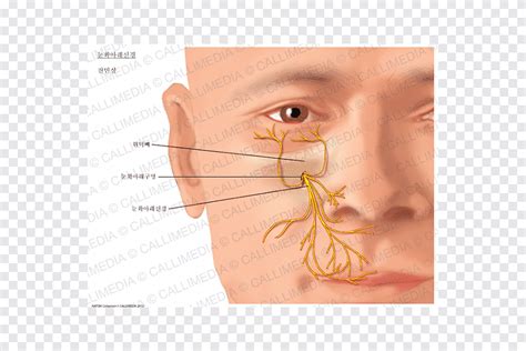 Infraorbital nerve Nasociliary nerve Anatomy Infraorbital artery, face ...