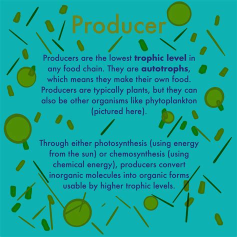 Producer (Food Chain)— Definition & Role - Expii