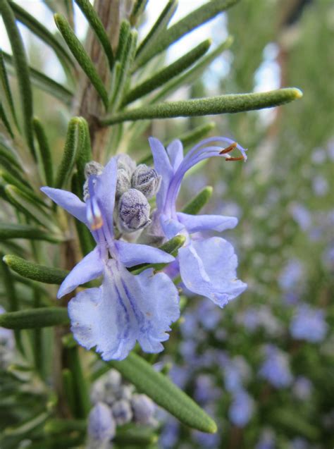 Rosemary — Wild Foods and Medicines