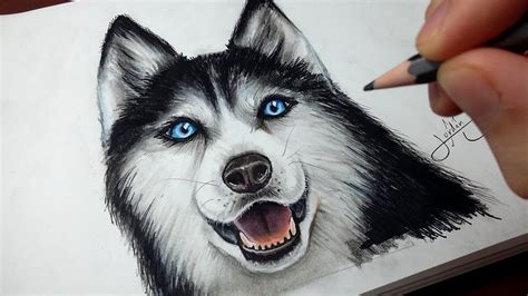 Comment dessiner un chien : Husky [Tutoriel] - YouTube
