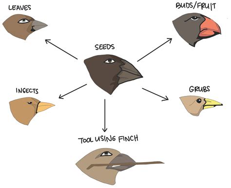 Bird Beak Adaptations - How Beaks Are Useful for Birds