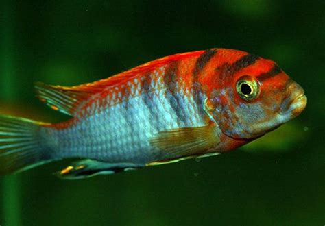 Malavísiklíður, Vefverslun Furðufugla og fylgifiska | Cichlid aquarium, Cichlids, Lake malawi ...