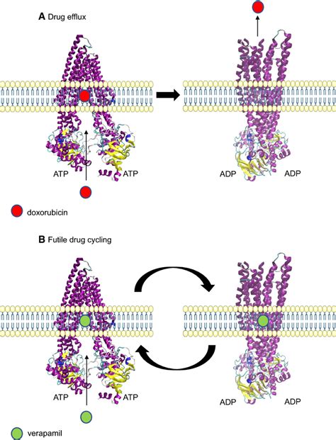 Interaction of compounds with P-glycoprotein. a Drug efflux. After... | Download Scientific Diagram